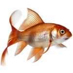 Lerner Publications Childrens Reptile Anatomy Book English-0