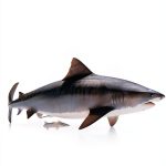 Callisto Kids Fish Book Preschool Marine Life Learning-0